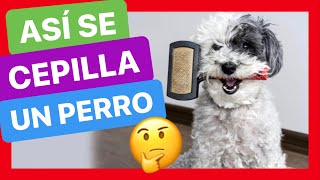 ¿CÓMO CEPILLAR A MI PERRO 🤔 ► Tener un PERRO LIMPIO y SIN MAL OLOR ❤️ FUNCIONA ✅ [upl. by Clementina142]