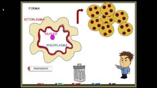 Entamoeba histolytica [upl. by Artenahs189]