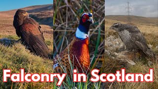 Goshawk hunting Pheasants along side the Pointer Goshawk and Harris Hawks Hunting Prey [upl. by Blanca]