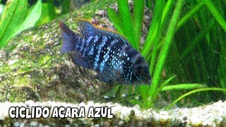 Andinoacara pulcher  Cuidados Y Alimentación del CICLIDO ACARA AZUL  AcuariosLP [upl. by Aihsemak]