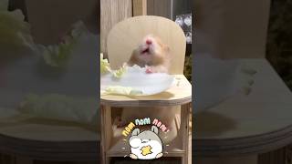 Cute and Silly today shorts hamsters squirrel squid husky dog funnypets izzymon pets [upl. by Arny]