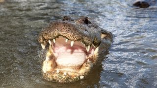 Alligator Captures Python 05  Deadly Animal Attacks [upl. by Birch641]