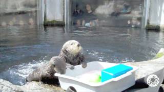 Kit the Sea Otter Pup Investigating Ice [upl. by Basham]