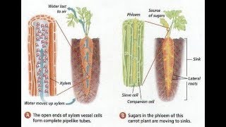 Xylem amp Phloem  Structure amp Arrangement Life Processes part 5 RooseTube Biology Series [upl. by Grand]