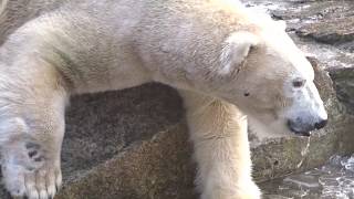 Wolodja im Eisbad am 25 01 2019 im Berliner Zoo [upl. by Ithsav]