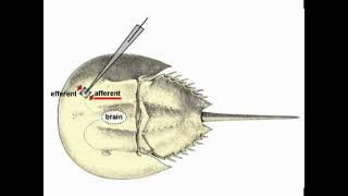 Utilising Limulus Polyphemus the Horseshoe Crab in Vision Research [upl. by Soren]