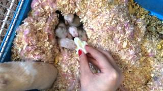 Hamster Babies Going Crazy on Egg White  Day 15 [upl. by Yaja]