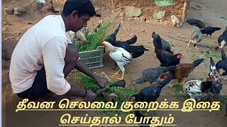 தீவன செலவை குறைக்க இதை செய்தால் போதும் உழுது உண் கோழி வளர்ப்புகோழி தீவனம் கோழி பண்ணை அமைத்தல் [upl. by Dnalkrik]