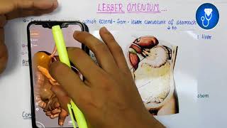 lesser omentum anatomy 3d  peritoneum anatomy  lesser sac anatomy [upl. by Case]