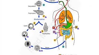 Entamoeba histolytica lecture [upl. by Nivalc]