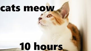 Gentle Sounds of Cats Meowing 10 hours [upl. by Atterrol]