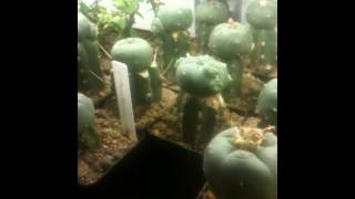 Lophophora williamsii grafted on Trichocereus pachanoi stock [upl. by Eniliuqcaj78]