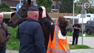 5 paarden weggestuurd bij paardenmarkt Elst [upl. by Nitnelav]