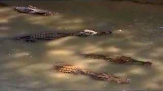 Cambodia SAVING CAMBODIA SIAMESE CROCODILE 1of3 EN [upl. by Miguel]