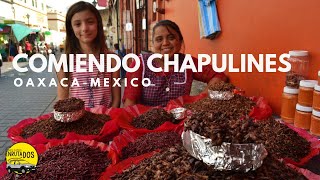 Mexico COMIENDO CHAPULINES EN OAXACA Enrutados PeruUSA [upl. by Eniruam529]