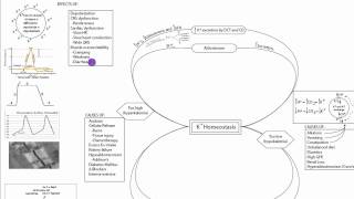 Potassium Homeostasis Part 2 [upl. by Bailar]