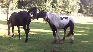 Stallion attack on public bridleway UK This is a place where public are allowed to ride through [upl. by Leigh]