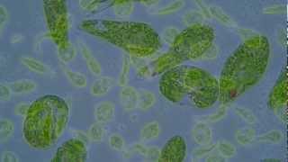 Euglena gracilis [upl. by Blank637]