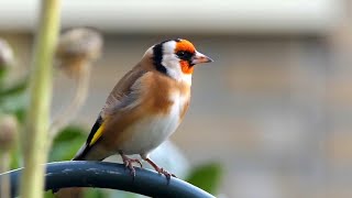 20 ALGEMENE VOGELS en hun ZANG voor BEGINNERS [upl. by Haleeuqa915]