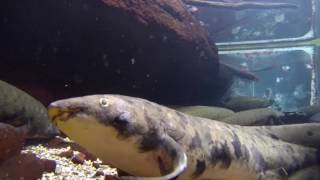 Granddad the Australian Lungfish [upl. by Acilgna]