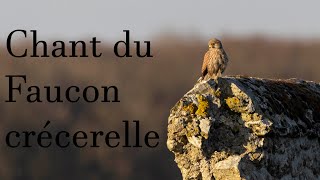 Chant du faucon crécerelle cri [upl. by Muhcon]