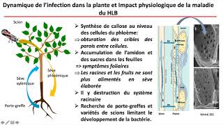 La pandémie du HLB des agrumes  quelles perspectives pour linnovation variétale [upl. by Talich173]