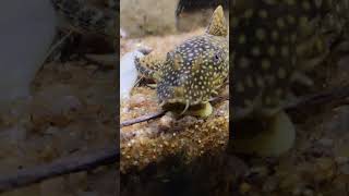 My Bristlenose Pleco loves his green beans [upl. by Lymn]