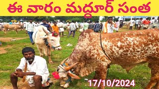 ఈ వారం మద్దూర్ సంతలో ఎద్దుల ధరలు Cattle prices in maddur cattle market 17102024 [upl. by Rimaj]