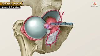 Obturator Artery Anatomy Animation  Origin  Course  Branches  supply and Clinical anatomy [upl. by Halliday613]