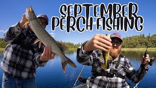 Perch Fishing In September [upl. by Templa]