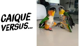 Caique vs Broom [upl. by Nosnej]