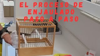 COMO ENJAULO MIS PAJARITOS PASO A PASO🐦🐦 [upl. by Kannav]