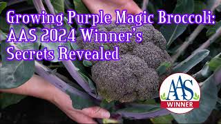 Growing Purple Magic Broccoli 2024 AAS Winners Revealed [upl. by Lihkin]