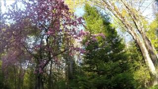 Flowering Crabapple trees  Northern Wisconsin [upl. by Atiekal]