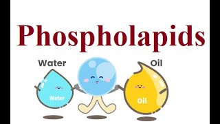 Phospholipids  2024 foryou biochemistry science [upl. by Nnainot]