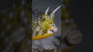 Horned boxfish nicefact short nature trendingshorts ocean fish popular [upl. by Juback286]