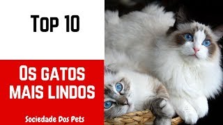 As 10 raças de gatos mais lindos mundo  Sociedade Dos Pets [upl. by Annoved]