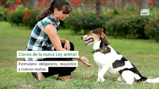 Ya se conoce la fecha en la que entrará en vigor la Ley de Bienestar Animal [upl. by Acinnad509]