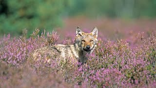 Die Königsbrücker Heide MDR Doku [upl. by Tizes]