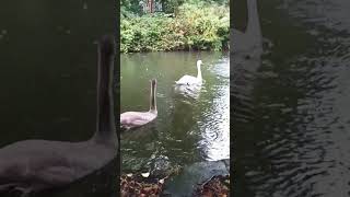 Swans And Swanlings Stretford Canal 😊 swans swanlife canal wildanimals wildlife stretford [upl. by Annaor]