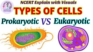 Prokaryotic VS Eukaryotic Cells  Difference between Prokaryotes amp Eukaryotes  Cytoskeleton  NCERT [upl. by Kcirreg]