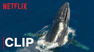 Our Planet  Humpback Whales  Clip  Netflix [upl. by Kerianne]