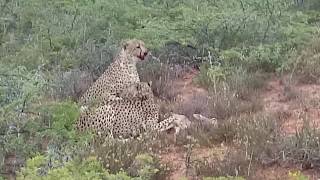 Cheetah eat baby Hartebeest ALIVE [upl. by Smitt]