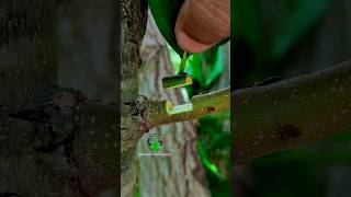 Budding and grafting fruit plants best technology [upl. by Ressler]