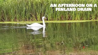 an afternoon on a Fenland drain  Coarse fishing UK [upl. by Eadrahc808]