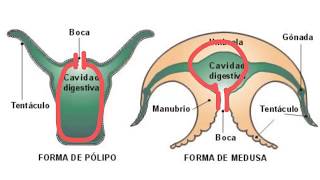 ANIMALES VERTEBRADOS E INVERTEBRADOS [upl. by Sibylle135]