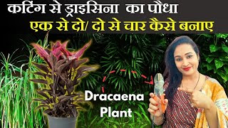 कटिंग से ड्राइसिना Dracaenaका पौधा एक से दो  दो से चार कैसे बनाए ✂️ Dracaena Plant care [upl. by Kovar]