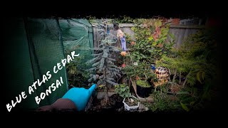 Starting to make a bonsai from a 25meter tall blue Atlas Cedar [upl. by Haridan]