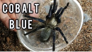 Cyriopagopus lividus  The Cobalt Blue Tarantula [upl. by Jenda]