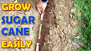 HOW TO GROW SUGARCANE AT HOME  Grow Sugarcane Easily  Sprouting Seeds [upl. by Danni]